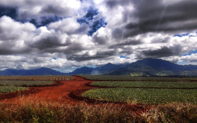 Variety_Fit_Oahu_paradise_041